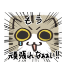 猫の顔だけスタンプ きじしろ（個別スタンプ：23）