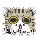 猫の顔だけスタンプ きじしろ（個別スタンプ：26）