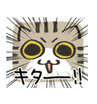 猫の顔だけスタンプ きじしろ（個別スタンプ：28）