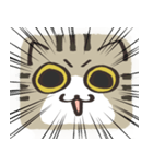 猫の顔だけスタンプ きじしろ（個別スタンプ：30）