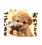 こいぬmix（個別スタンプ：2）
