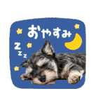 こいぬmix（個別スタンプ：6）
