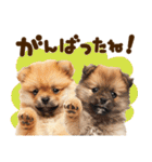こいぬmix（個別スタンプ：10）