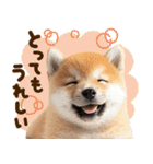 こいぬmix（個別スタンプ：15）