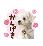 こいぬmix（個別スタンプ：17）