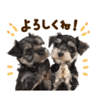 こいぬmix（個別スタンプ：18）