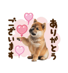 こいぬmix（個別スタンプ：20）