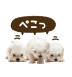 こいぬmix（個別スタンプ：26）