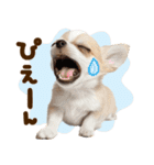 こいぬmix（個別スタンプ：31）