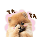 こいぬmix（個別スタンプ：35）