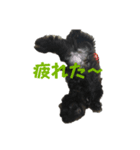 ブラッキーの成長 1（個別スタンプ：3）