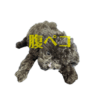 ブラッキーの成長 1（個別スタンプ：6）