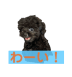 ブラッキーの成長 1（個別スタンプ：7）