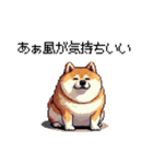 くすっと笑えるフレーズの太っちょ柴犬（個別スタンプ：4）