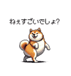 くすっと笑えるフレーズの太っちょ柴犬（個別スタンプ：26）
