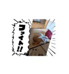 なっちゃんスタンプ 動画（個別スタンプ：1）