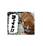 なっちゃんスタンプ 動画（個別スタンプ：4）