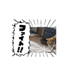 なっちゃんスタンプ 動画（個別スタンプ：5）