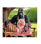 関西弁ゴリラ主婦 (夫婦/連絡/子育て/育児（個別スタンプ：30）