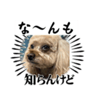 ごんとももの日常16（個別スタンプ：3）