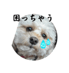 ごんとももの日常16（個別スタンプ：4）