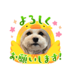 ごんとももの日常16（個別スタンプ：6）