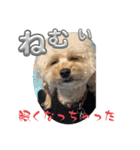 ごんとももの日常16（個別スタンプ：8）
