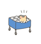 いちコギのうごくバレーボールスタンプ（個別スタンプ：18）
