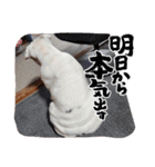ライオン蘭丸武丸の使えるスタンプ（個別スタンプ：13）