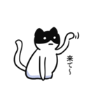 黒ハチねこさん（個別スタンプ：31）