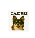 我が家の犬猫スリーベイビーズ♪（個別スタンプ：1）