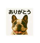 我が家の犬猫スリーベイビーズ♪（個別スタンプ：2）