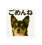 我が家の犬猫スリーベイビーズ♪（個別スタンプ：3）