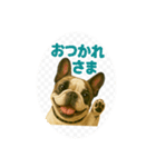我が家の犬猫スリーベイビーズ♪（個別スタンプ：12）