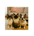我が家の犬猫スリーベイビーズ♪（個別スタンプ：14）