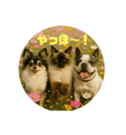 我が家の犬猫スリーベイビーズ♪（個別スタンプ：15）
