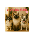 我が家の犬猫スリーベイビーズ♪（個別スタンプ：16）