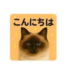 シン＆コウ＆ミーの可愛いスタンプ♪（個別スタンプ：2）