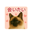シン＆コウ＆ミーの可愛いスタンプ♪（個別スタンプ：9）