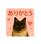 シン＆コウ＆ミーの可愛いスタンプ♪（個別スタンプ：12）