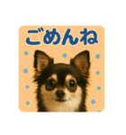シン＆コウ＆ミーの可愛いスタンプ♪（個別スタンプ：13）