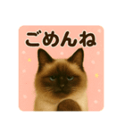 シン＆コウ＆ミーの可愛いスタンプ♪（個別スタンプ：14）
