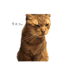 吉田家のねこ。（個別スタンプ：4）