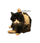 吉田家のねこ。（個別スタンプ：5）