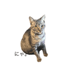 吉田家のねこ。（個別スタンプ：7）