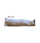 吉田家のねこ。（個別スタンプ：10）
