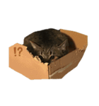 吉田家のねこ。（個別スタンプ：14）
