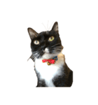 吉田家のねこ。（個別スタンプ：16）