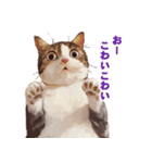 猫様がお腹を見せながらこちらを見てくる（個別スタンプ：8）
