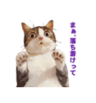 猫様がお腹を見せながらこちらを見てくる（個別スタンプ：9）
